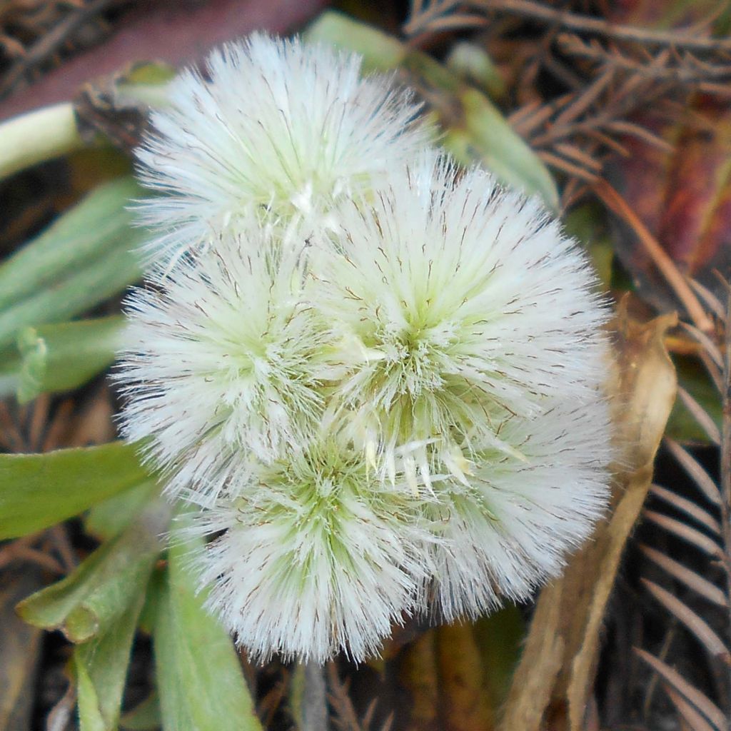 Antennaria plantaginifolia