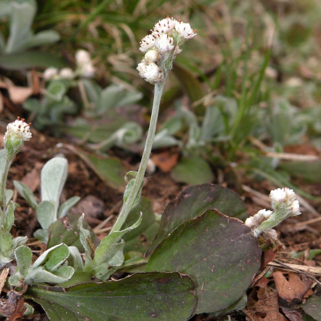 Antennaria plantaginifolia