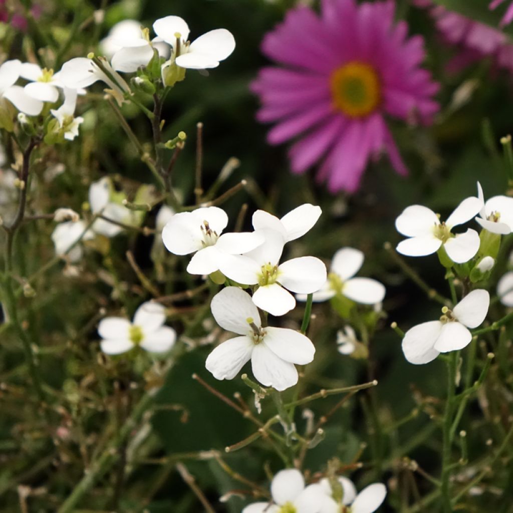 Arabis caucasica Alabaster