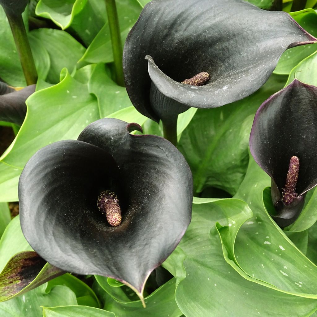 Zantedeschia Schwartzwalder - Calla