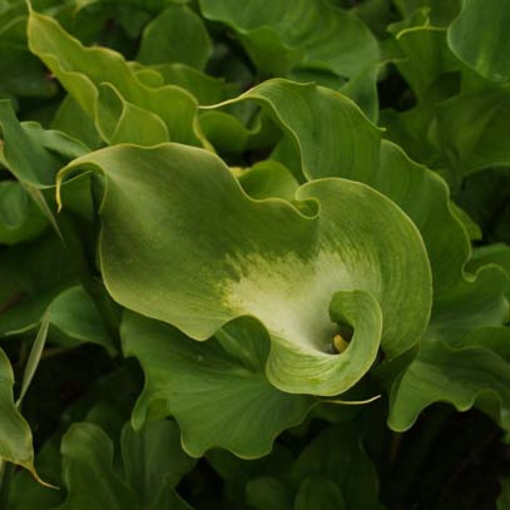 Zantedeschia aethiopica Green Goddess - Calla