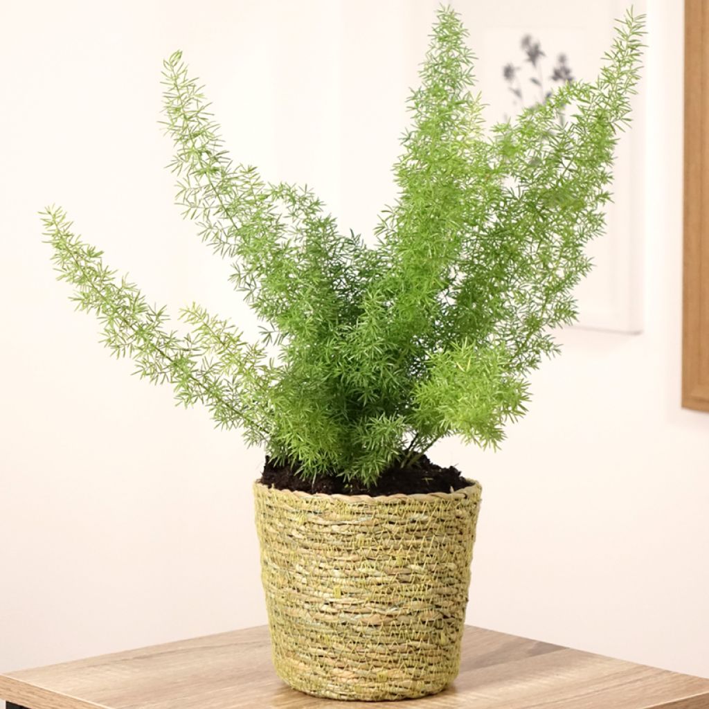 Asparagus densiflorus var. meyeri - Felce a coda di volpe