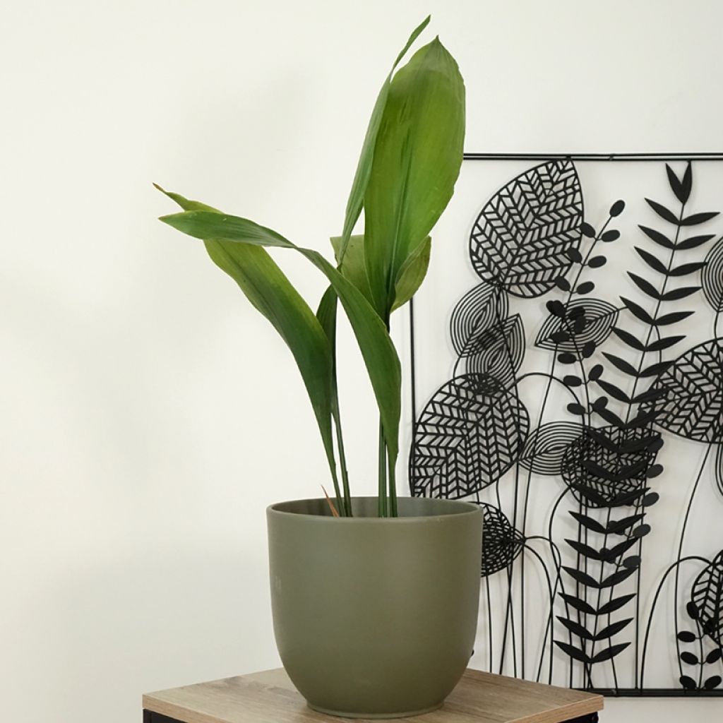 Aspidistra elatior - Pianta di piombo