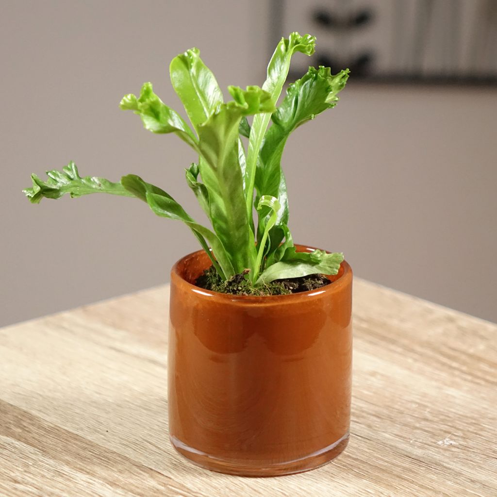Asplenium antiquum Leslie - Felce