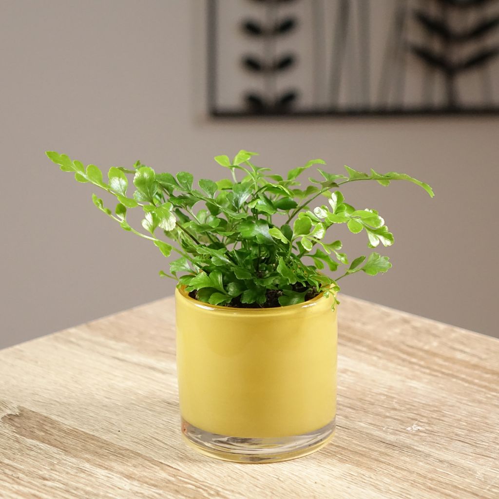 Asplenium Parvati - Felce