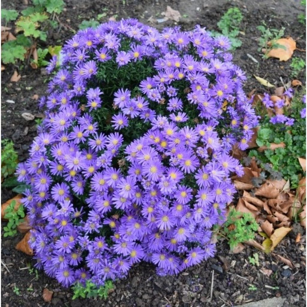 Aster dumosus Samoa