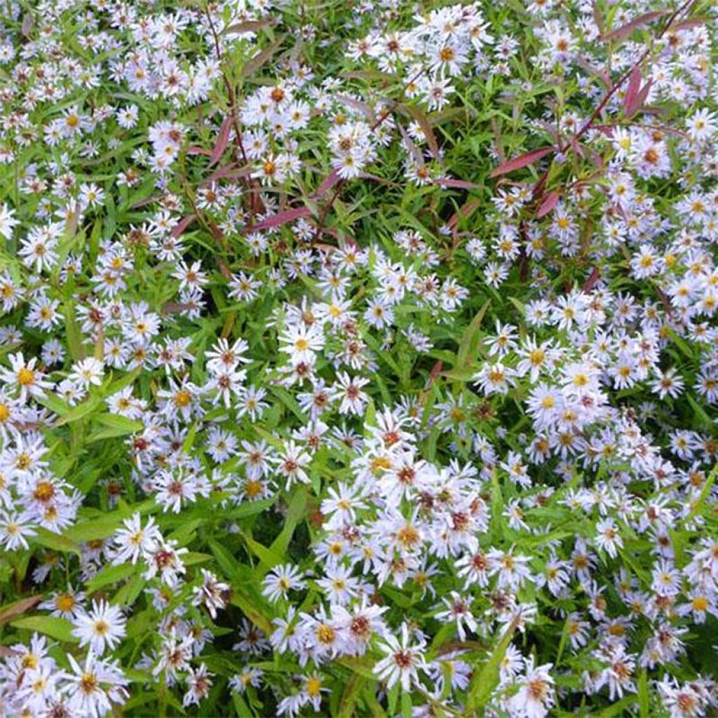 Aster versicolor Altweibersommer