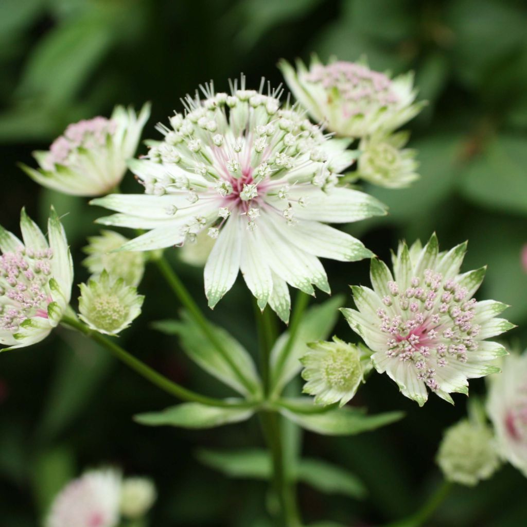 Astrantia major