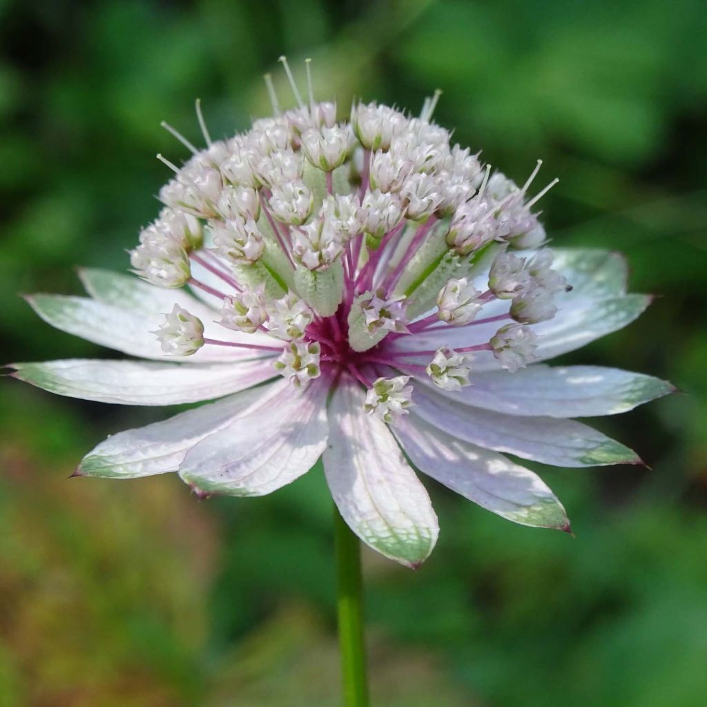 Astrantia major