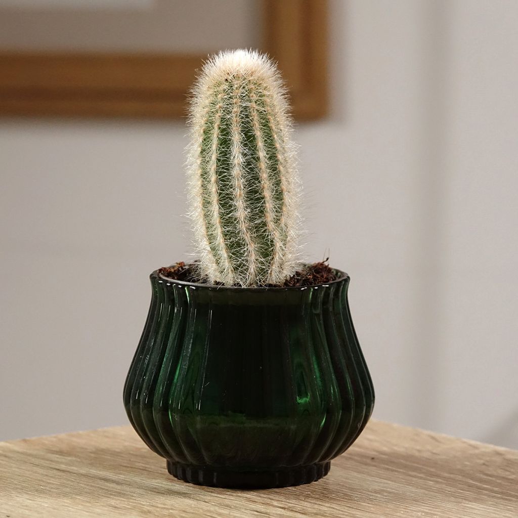Austrocephalocereus dybowskii - Cactus