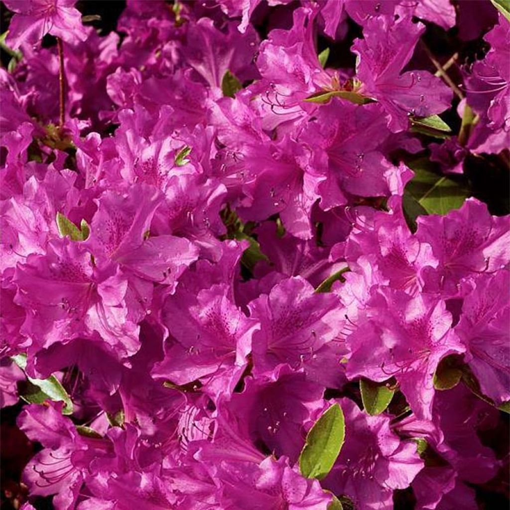 Azalea Purple Splendor