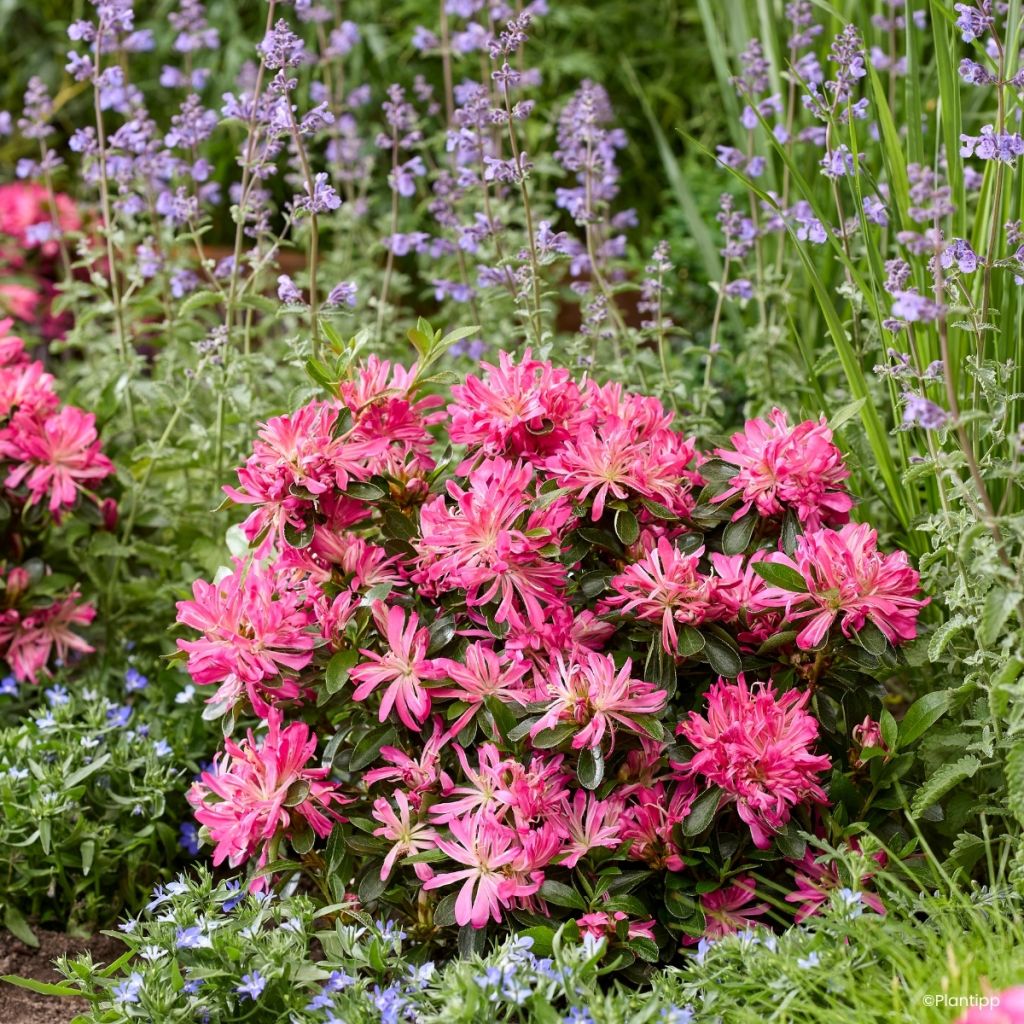 Azalea japonica Pink Star
