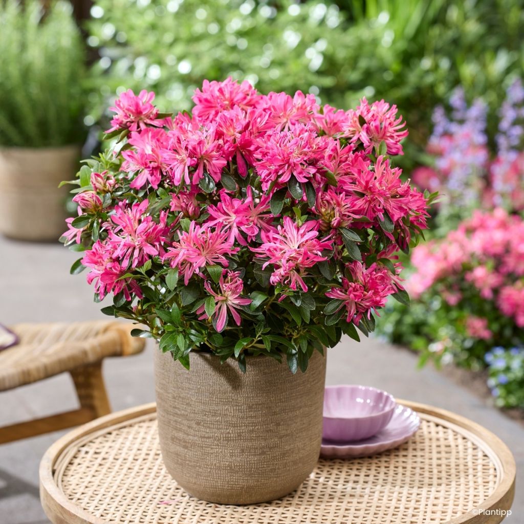 Azalea japonica Pink Star