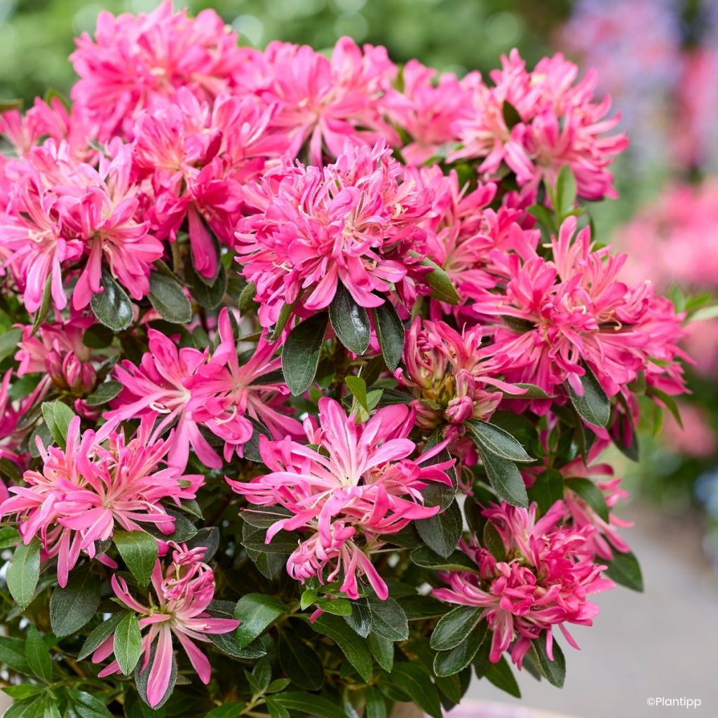 Azalea japonica Pink Star