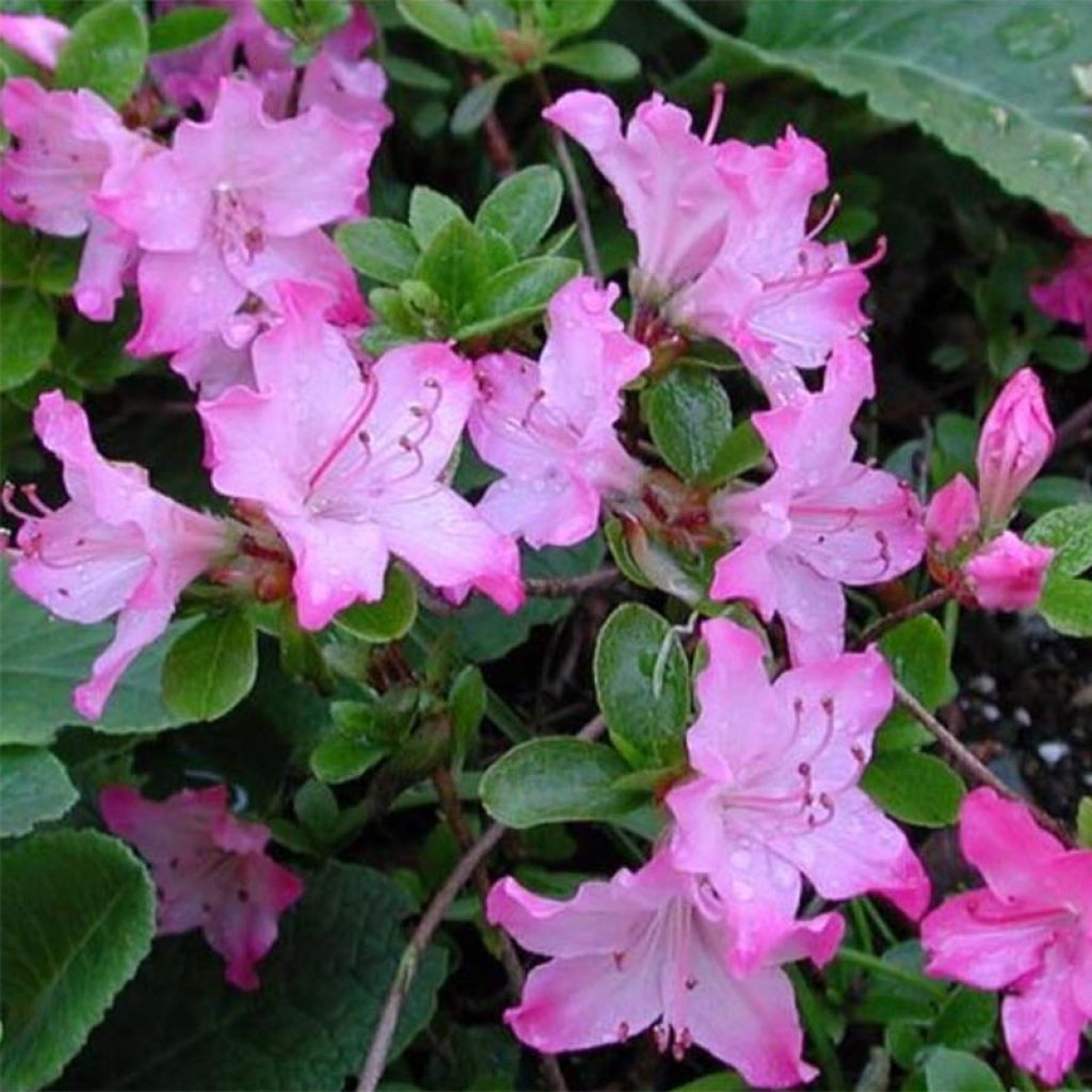 Azalea kiusianum Komo Kulshan