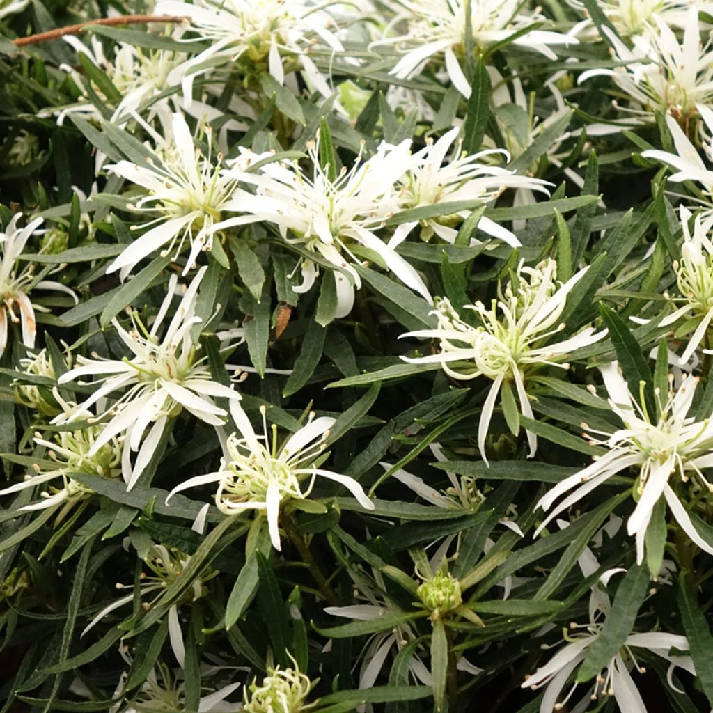Azalea japonica Star Style White
