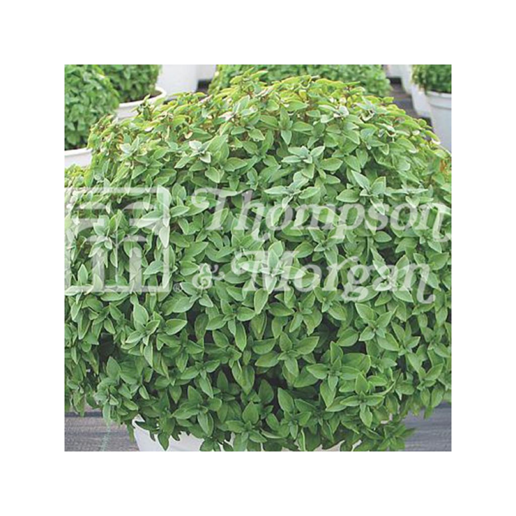 Basilic Aristotle - Ocimum basilicum