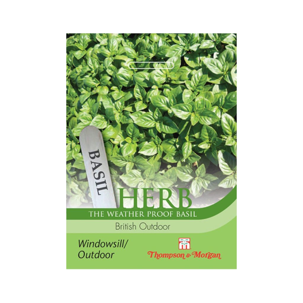 Basilic British Outdoor - Ocimum basilicum