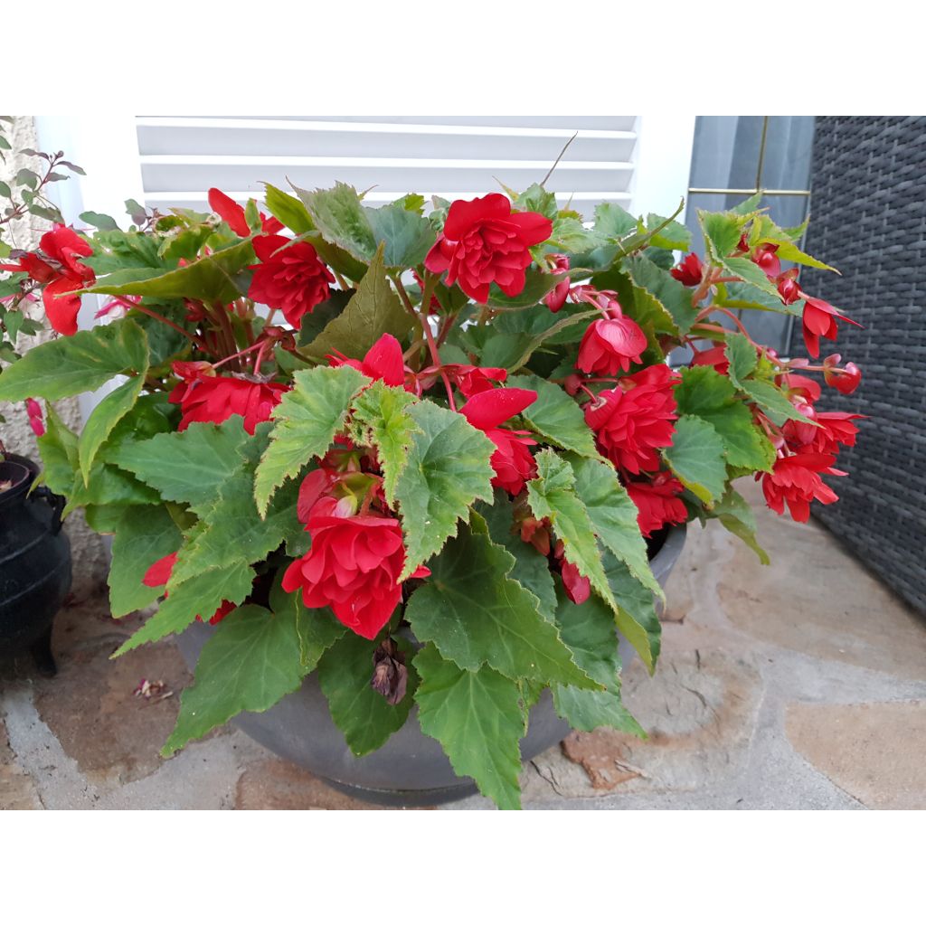 Begonia pendula Illumination Ecarlate