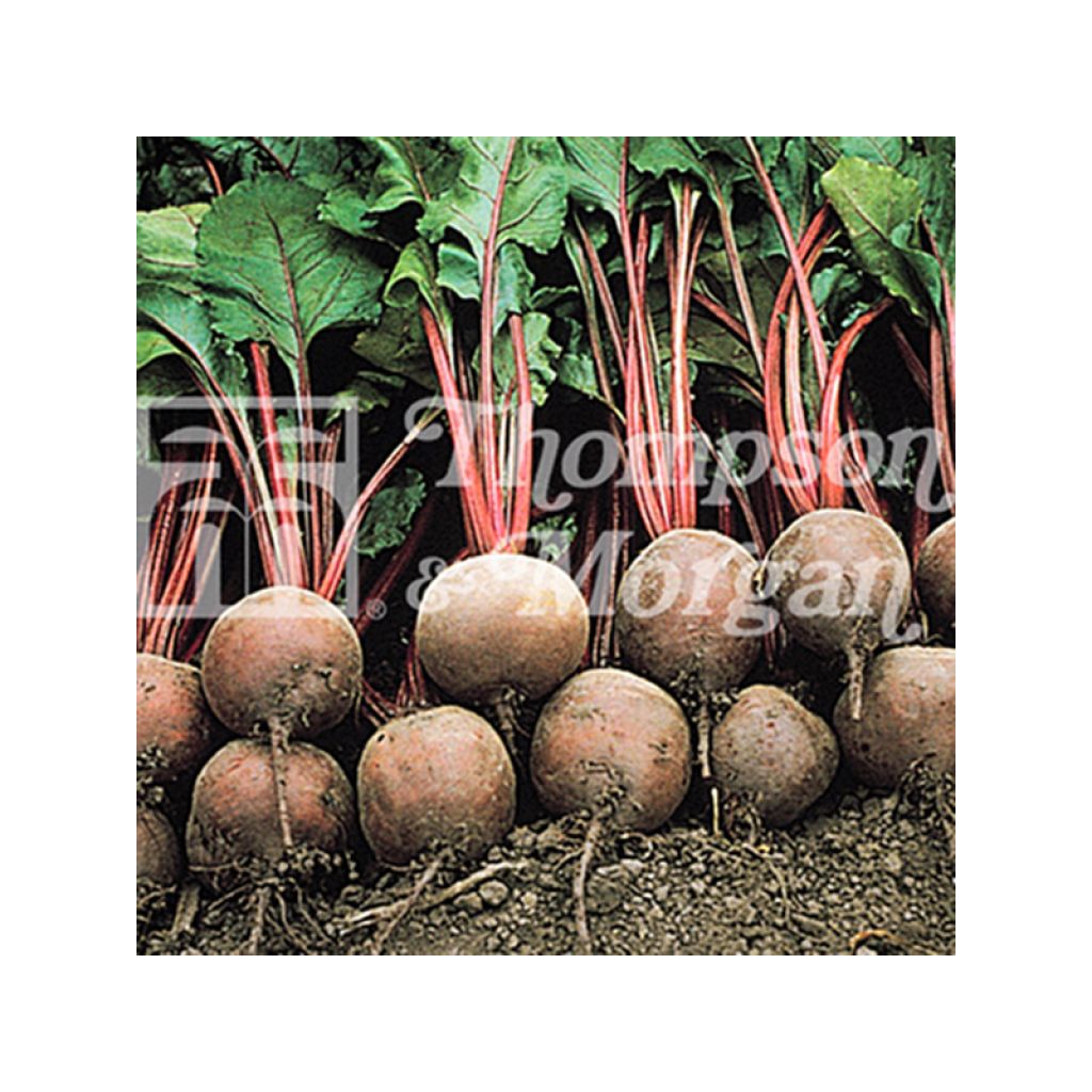 Barbabietola rossa Red Ace F1