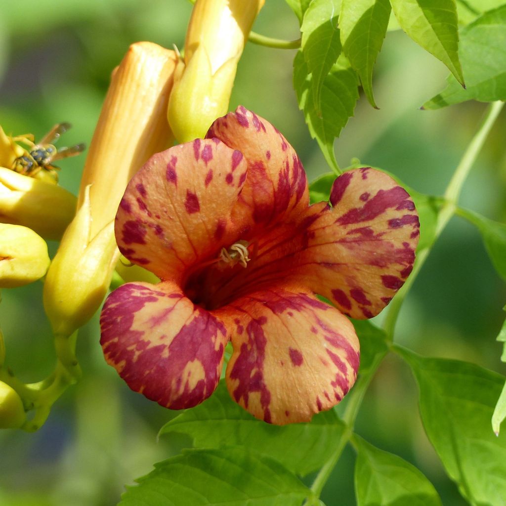 Campsis tagliabuana Orangeade - Bignonia