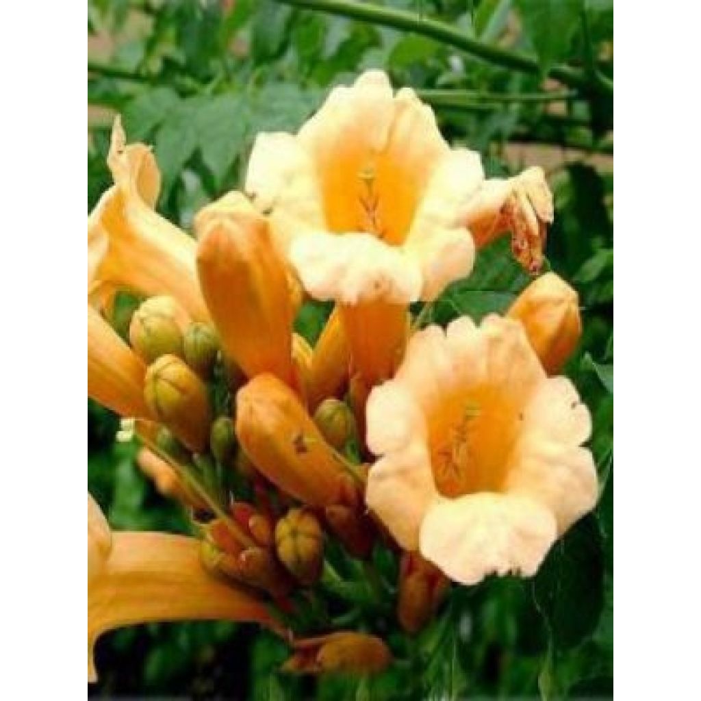 Campsis radicans Yellow Trumpet - Bignonia