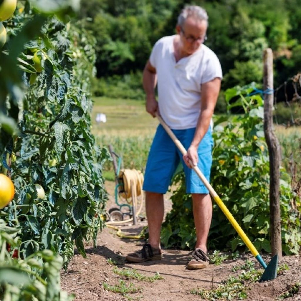Zappa giapponese Leborgne NaturOvert