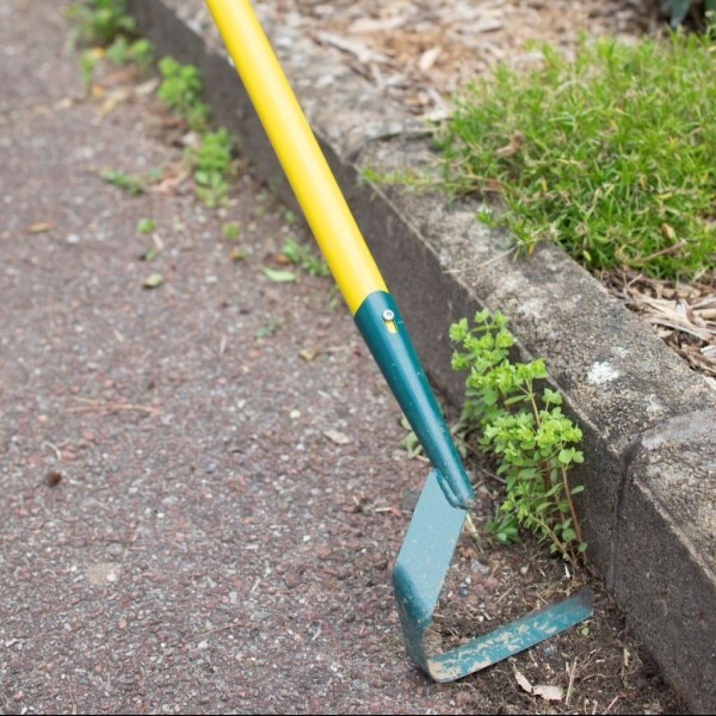 Zappa a lama a V Leborgne NaturOvert