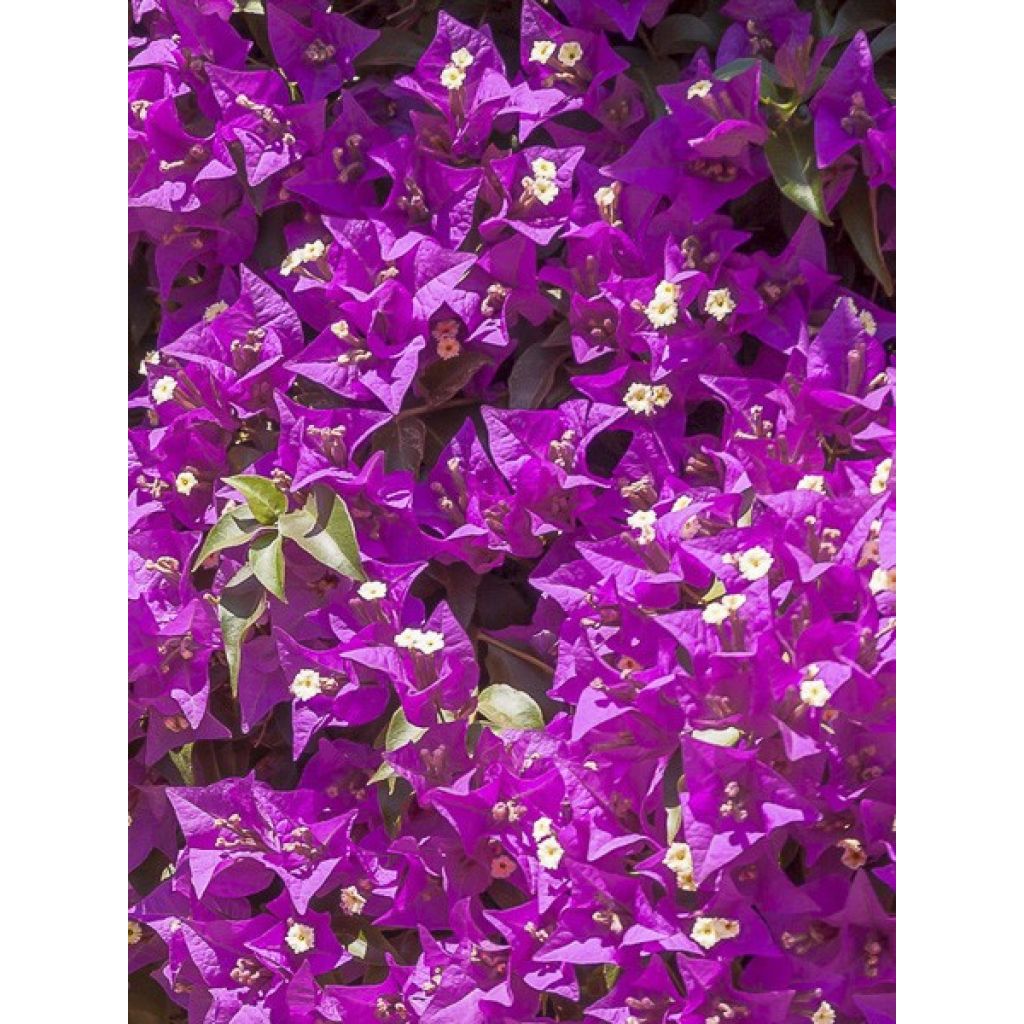 Bougainvillea Violet de Meze