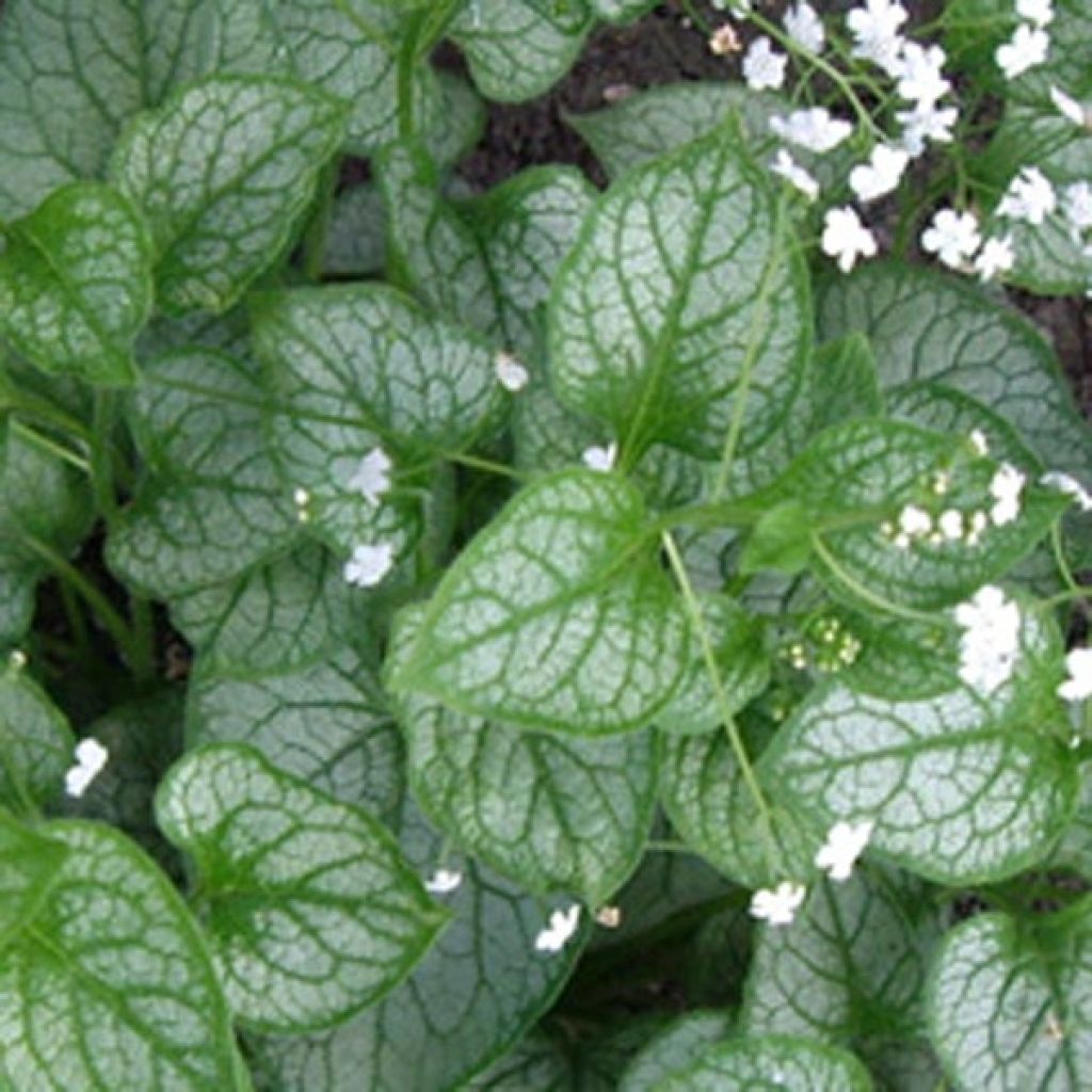 Brunnera macrophylla Mr Morse