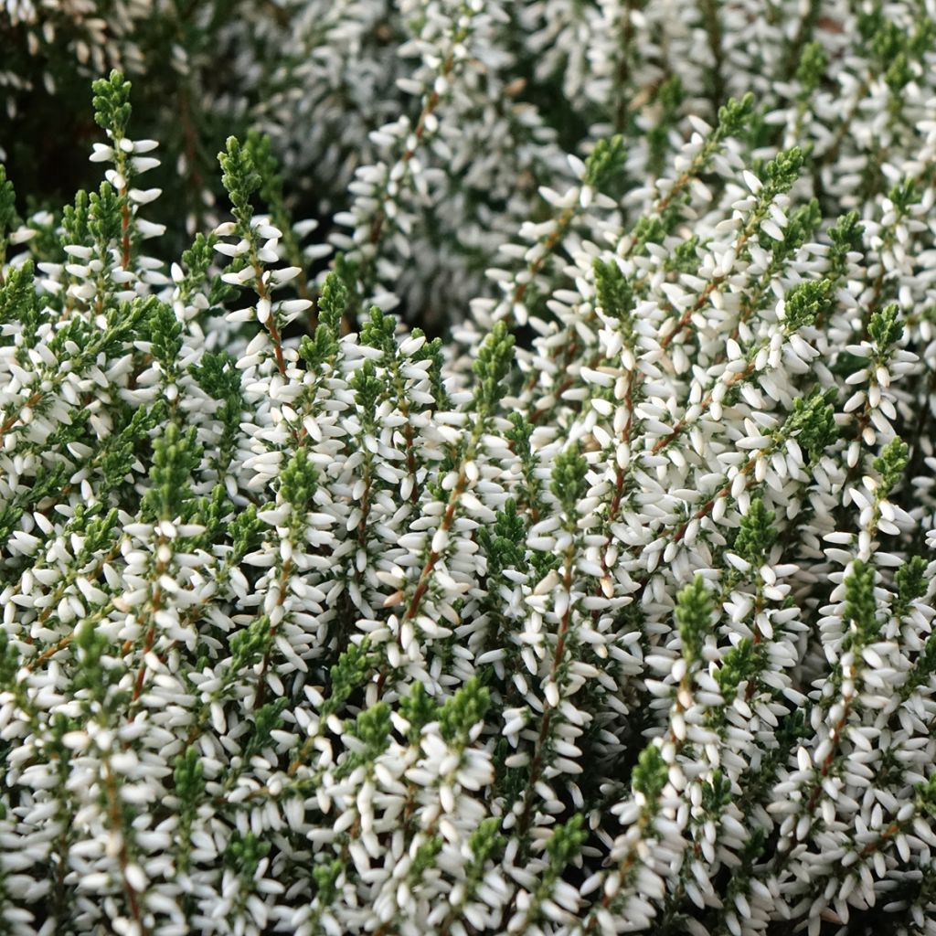 Calluna vulgaris Garden Girls Alicia - Brugo