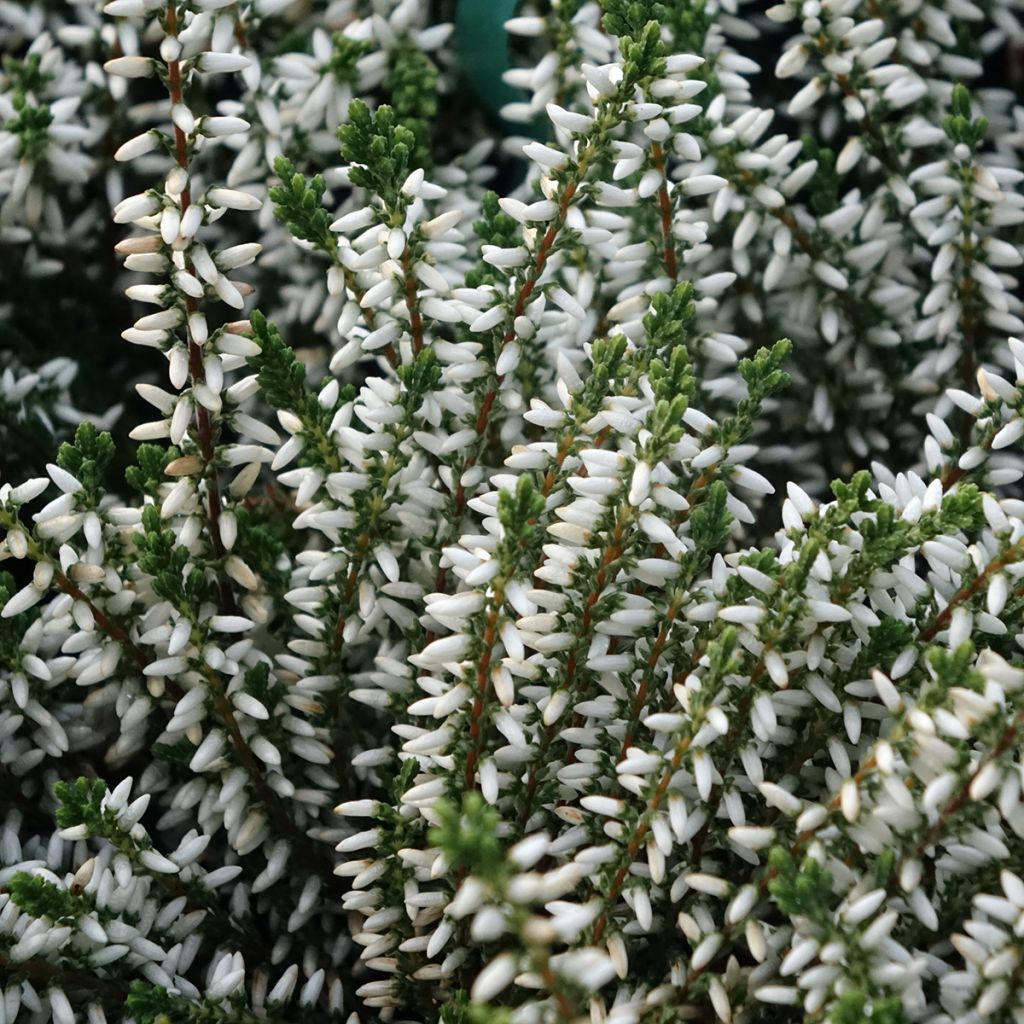 Calluna vulgaris Garden Girls Alicia - Brugo