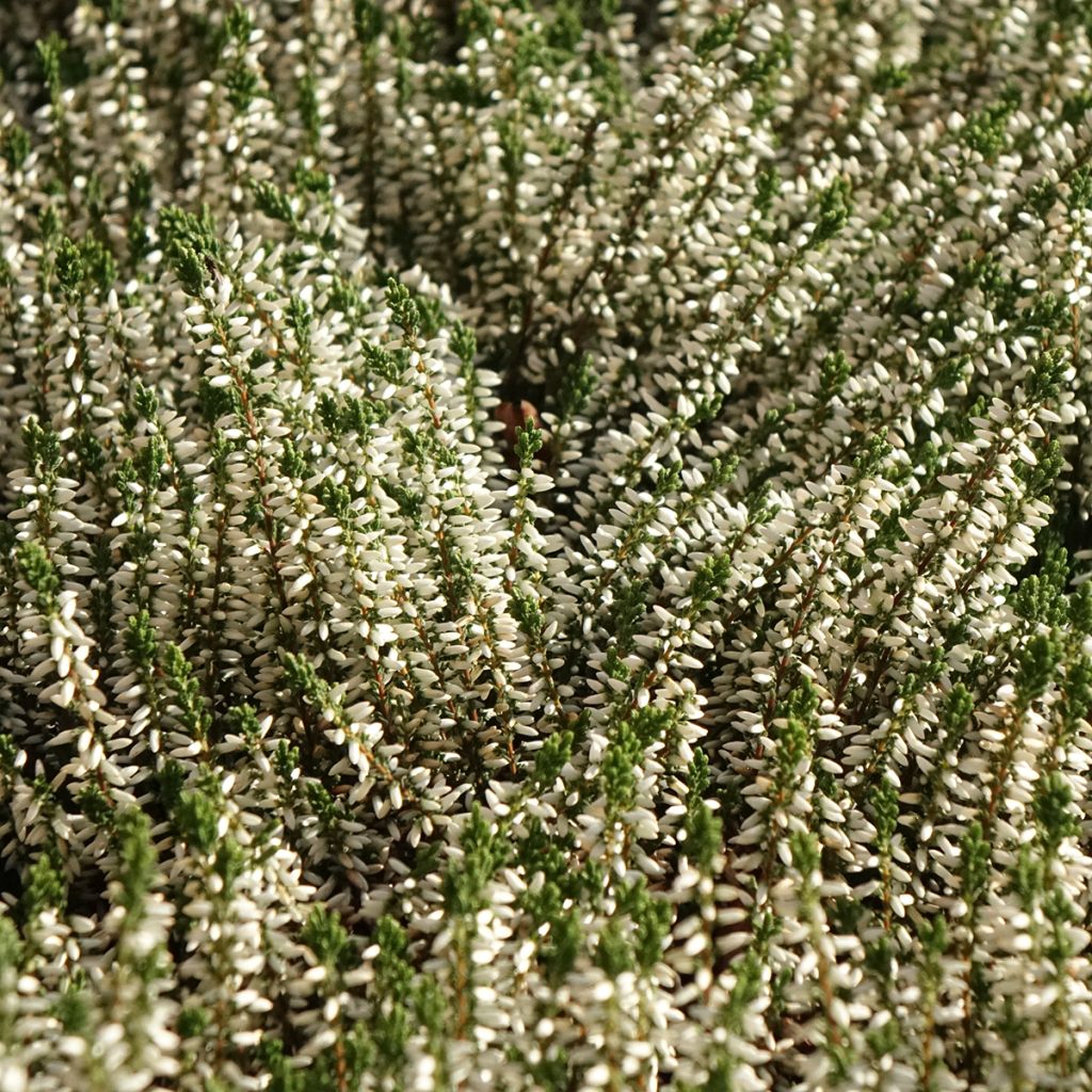 Calluna vulgaris Garden Girls Helena - Brugo