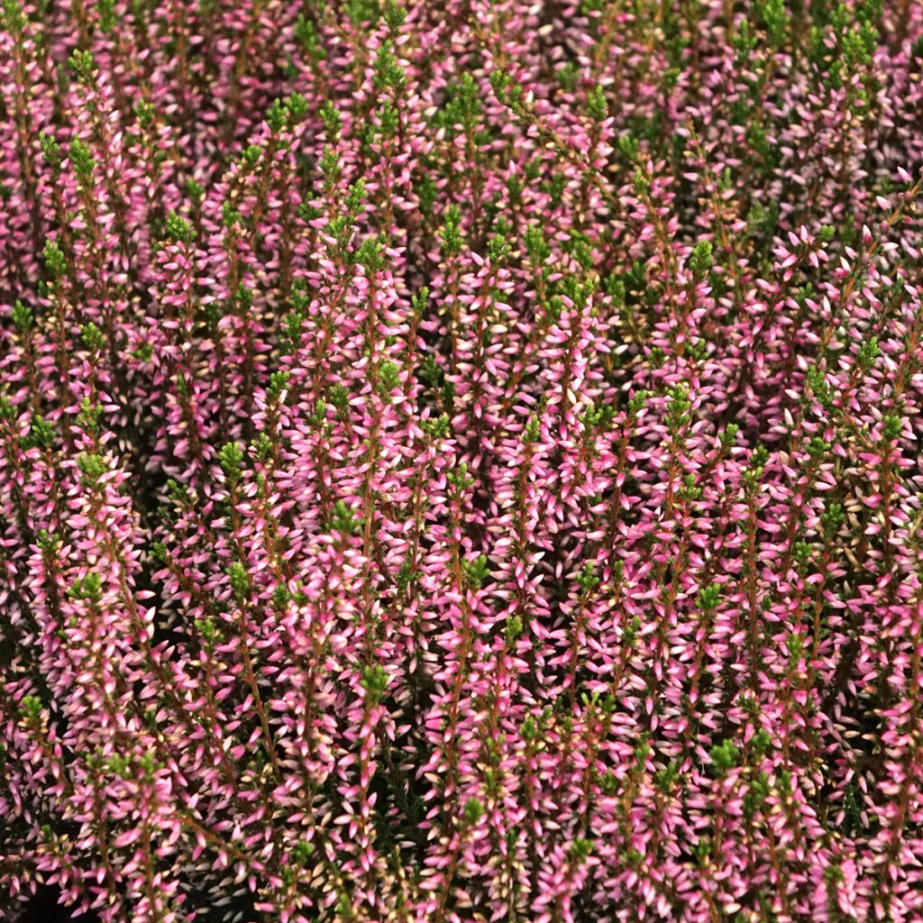Calluna vulgaris Garden Girls Pink Angie - Brugo