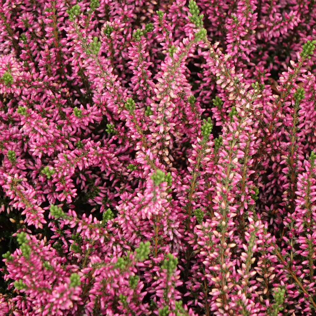 Calluna vulgaris Garden Girls Rosita - Brugo