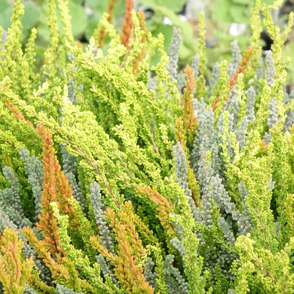 Calluna vulgaris Garden Girls Sunset Fire Trio - Brugo