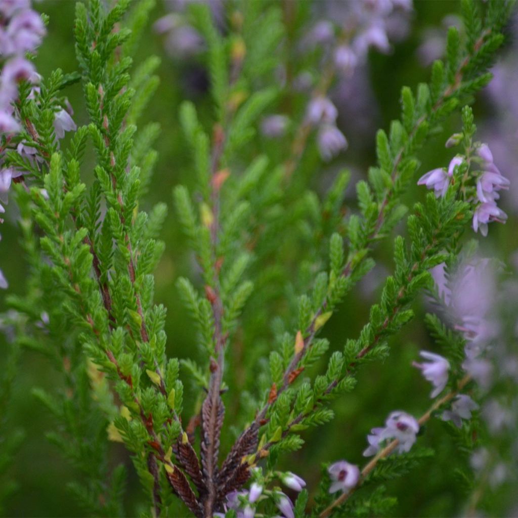 Calluna vulgaris Spring Torch - Brugo