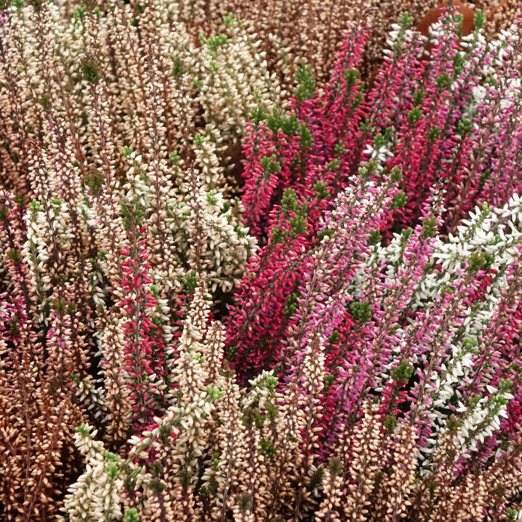 Calluna vulgaris Garden Girls Trio Mix - Brugo