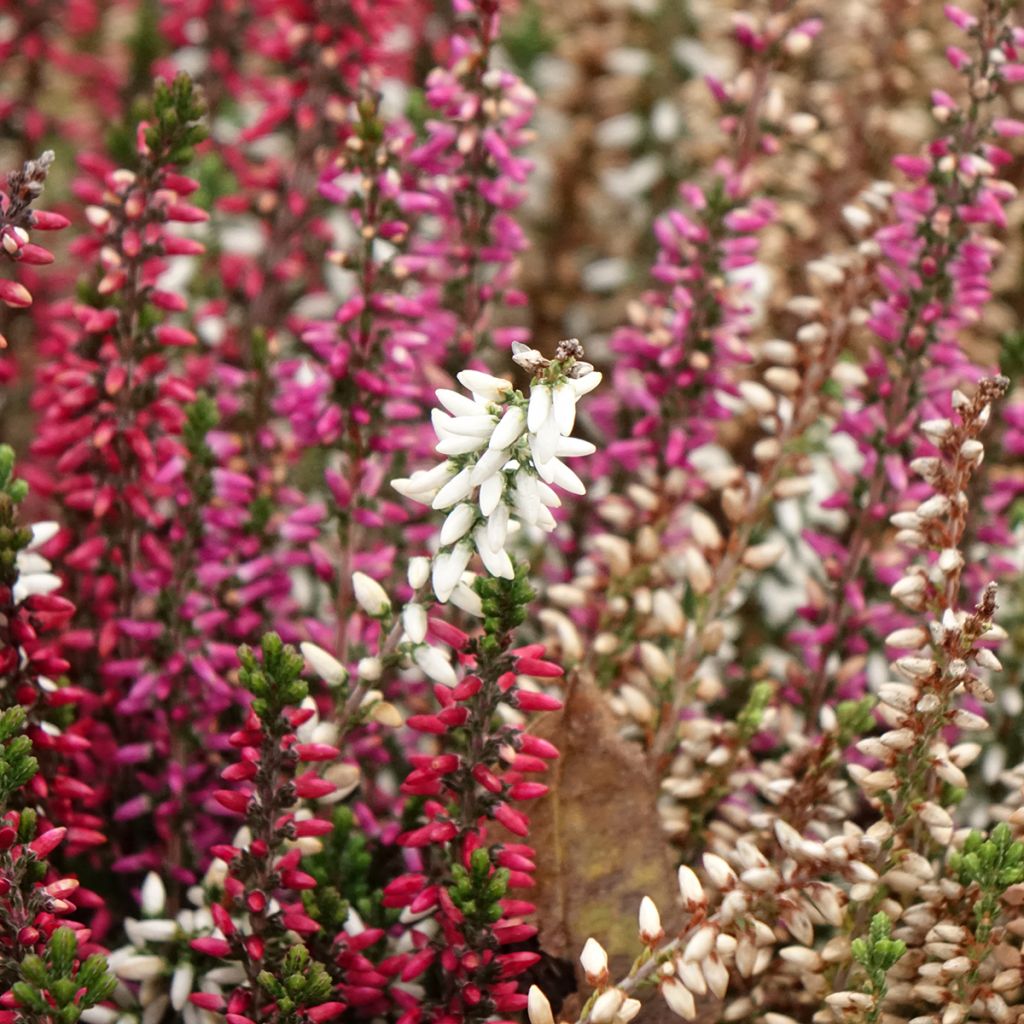 Calluna vulgaris Garden Girls Trio Mix - Brugo
