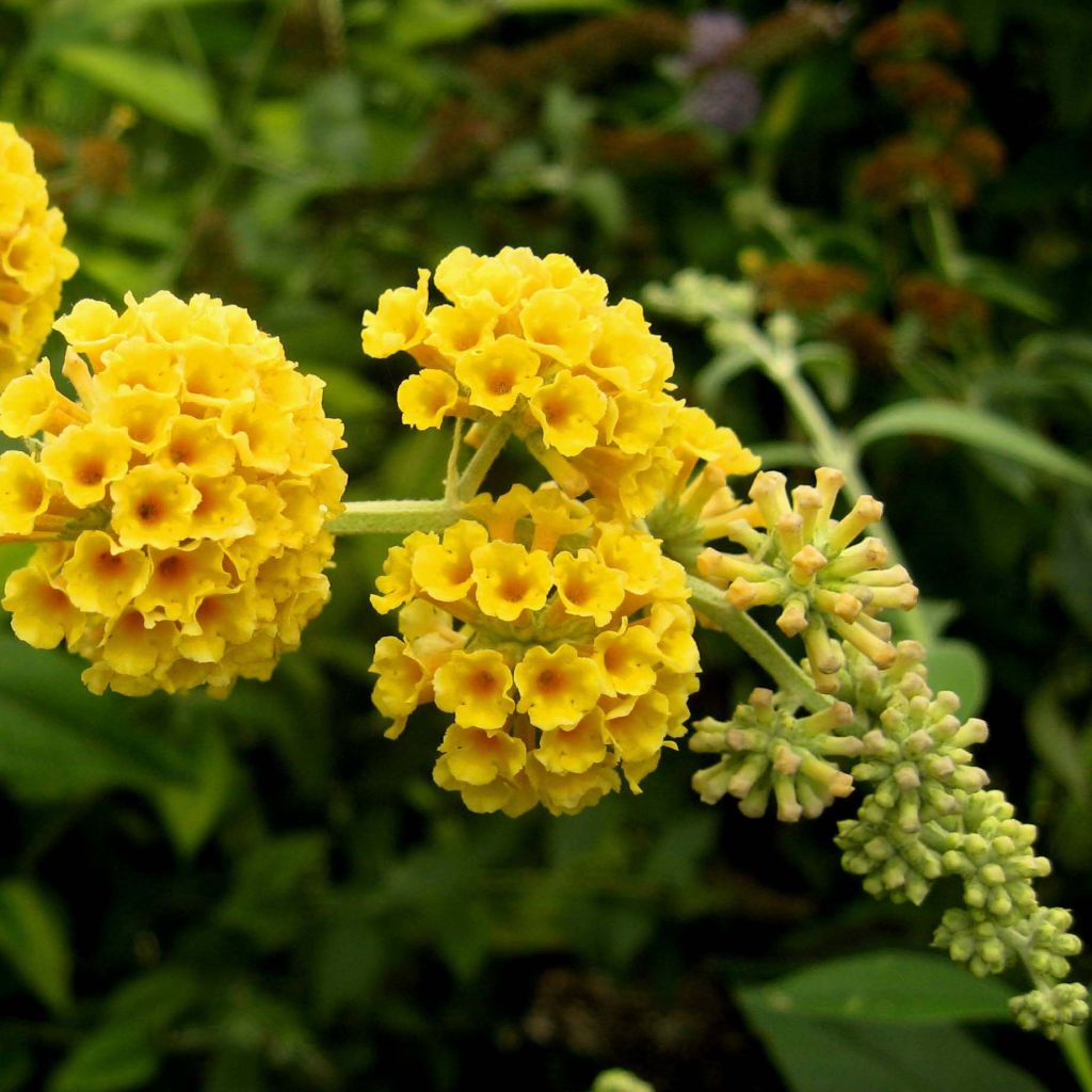 Buddleja weyeriana Sungold - Albero delle farfalle