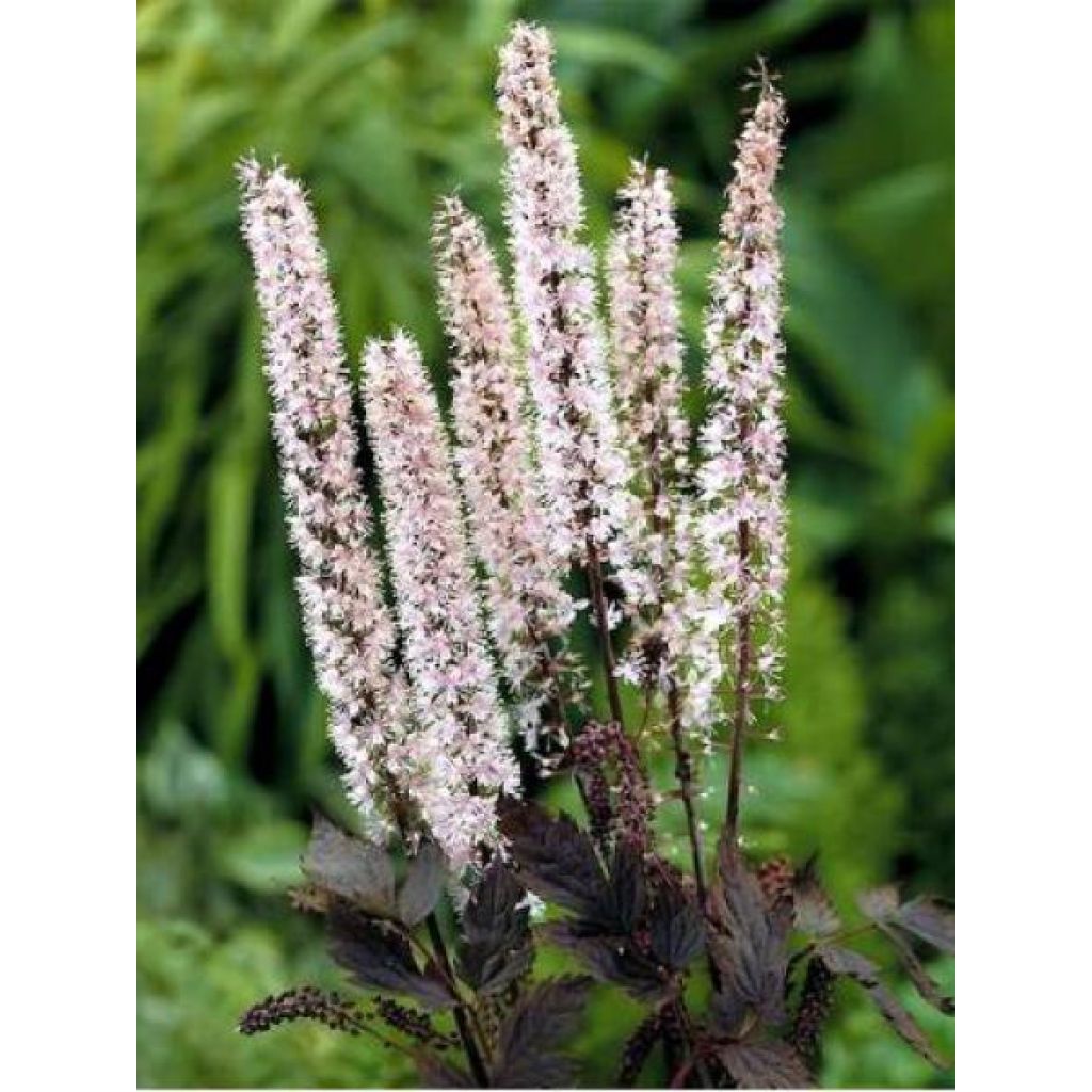 Cimicifuga simplex Pink Spike - Actaea