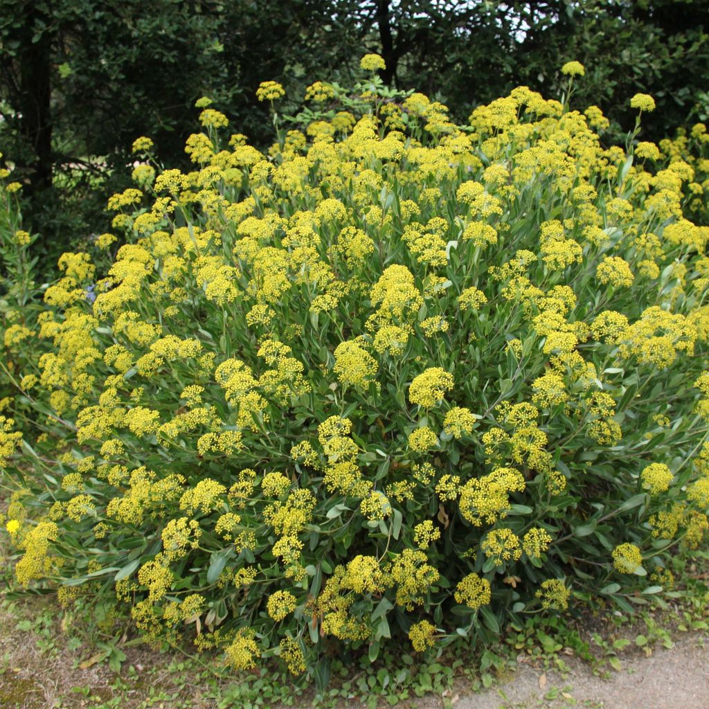Bupleurum fruticosum - Bupleuro cespuglioso