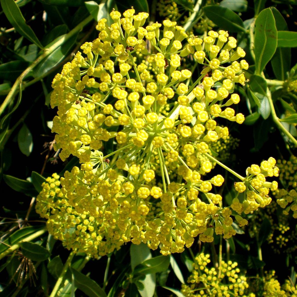 Bupleurum fruticosum - Bupleuro cespuglioso