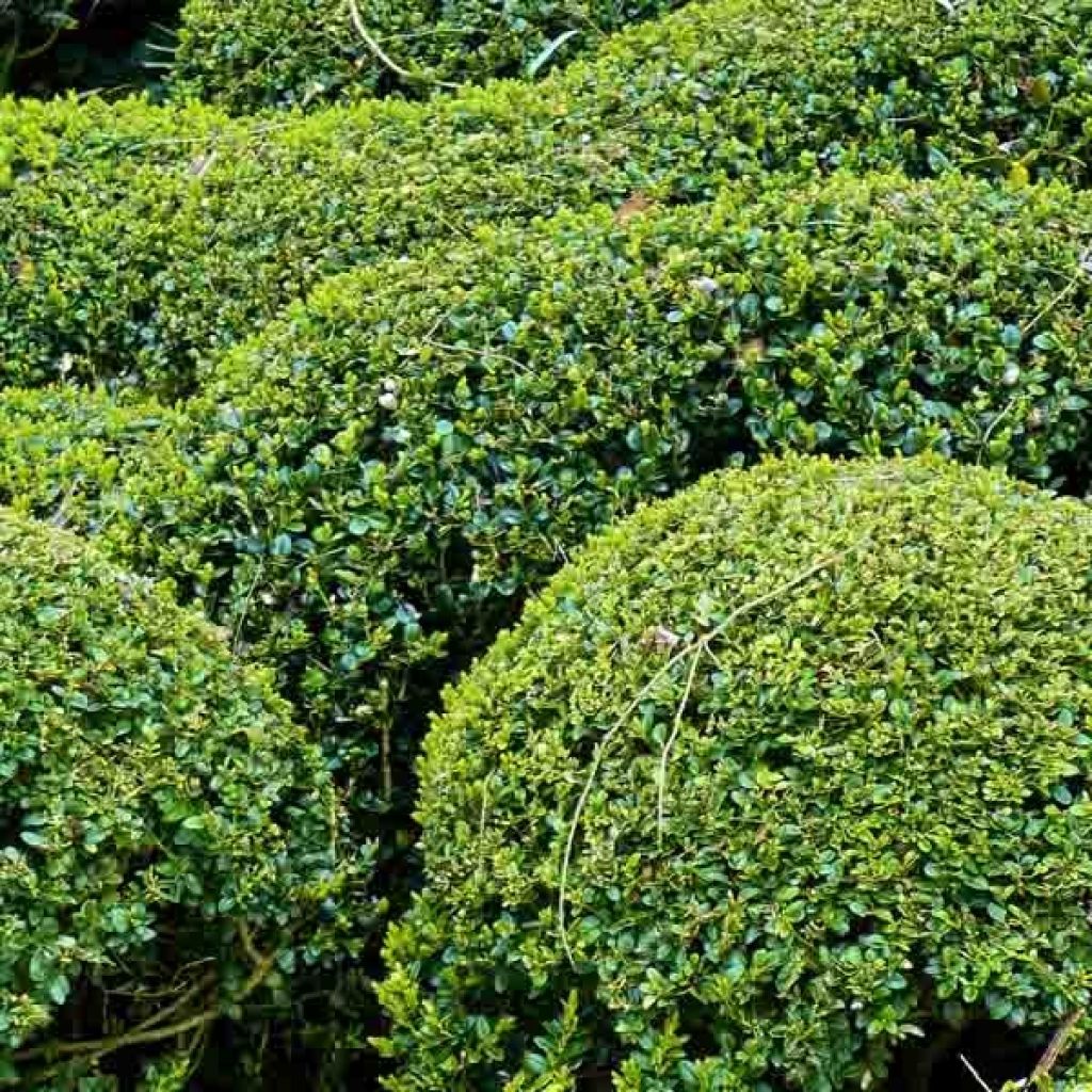 Buxus sempervirens Suffruticosa - Bosso