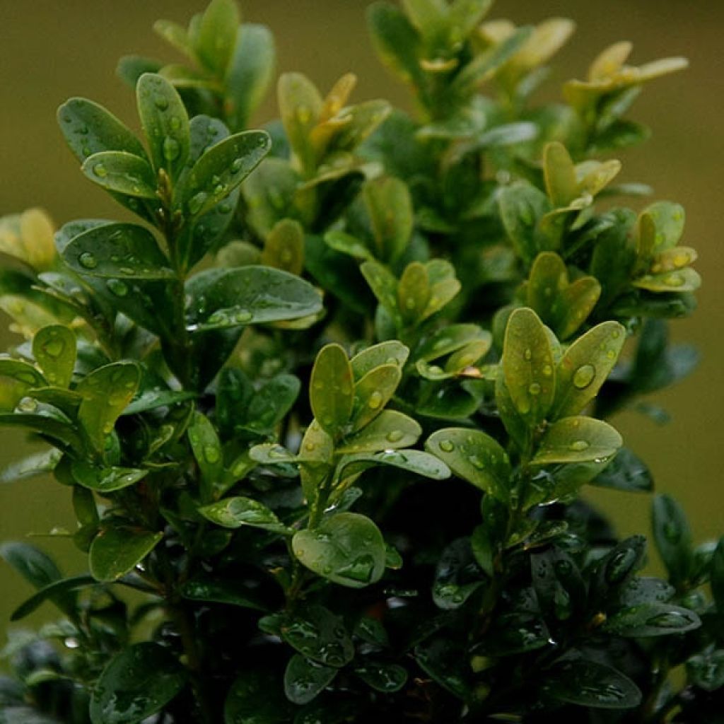 Buxus sempervirens Suffruticosa - Bosso