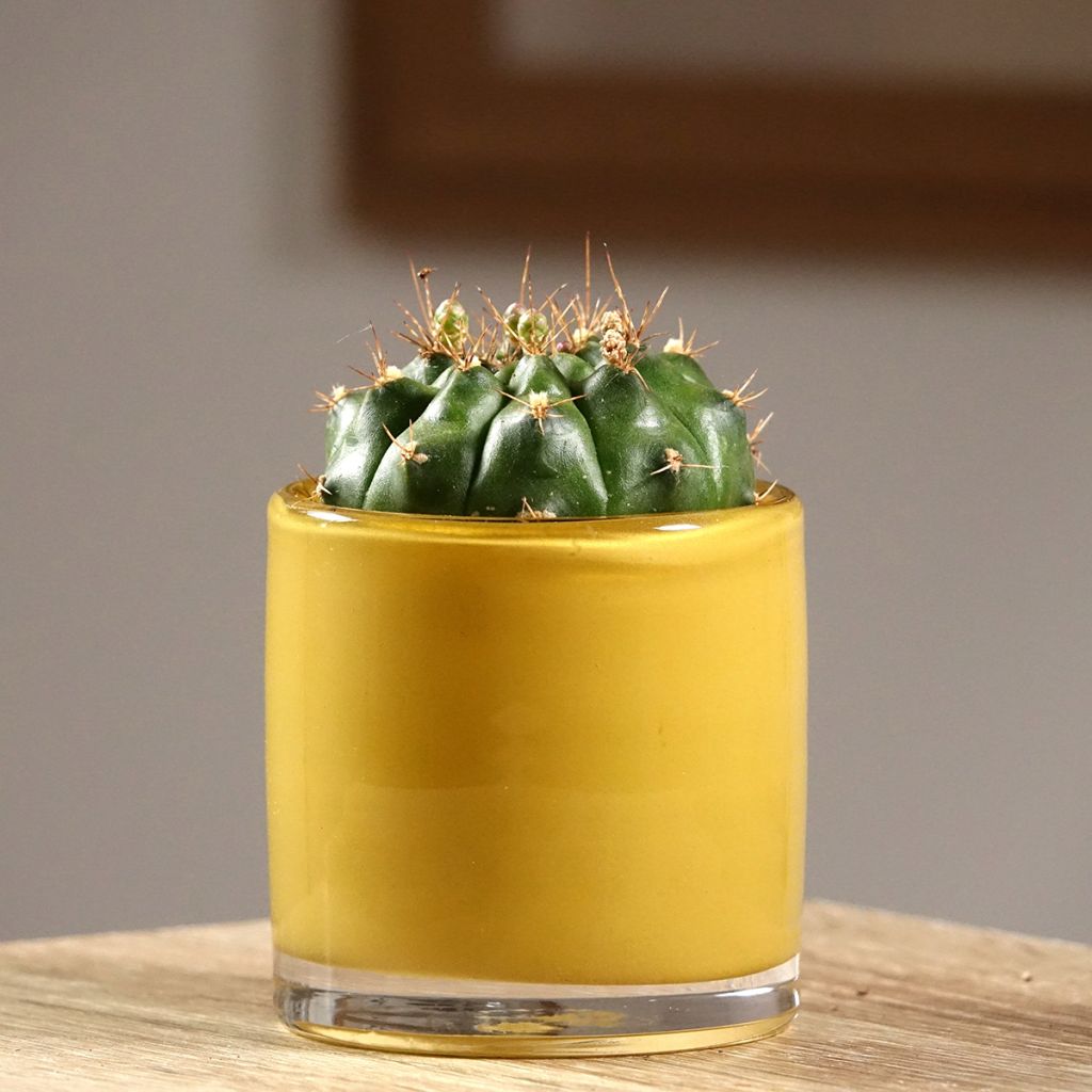 Cactus - Gymnocalycium baldianum