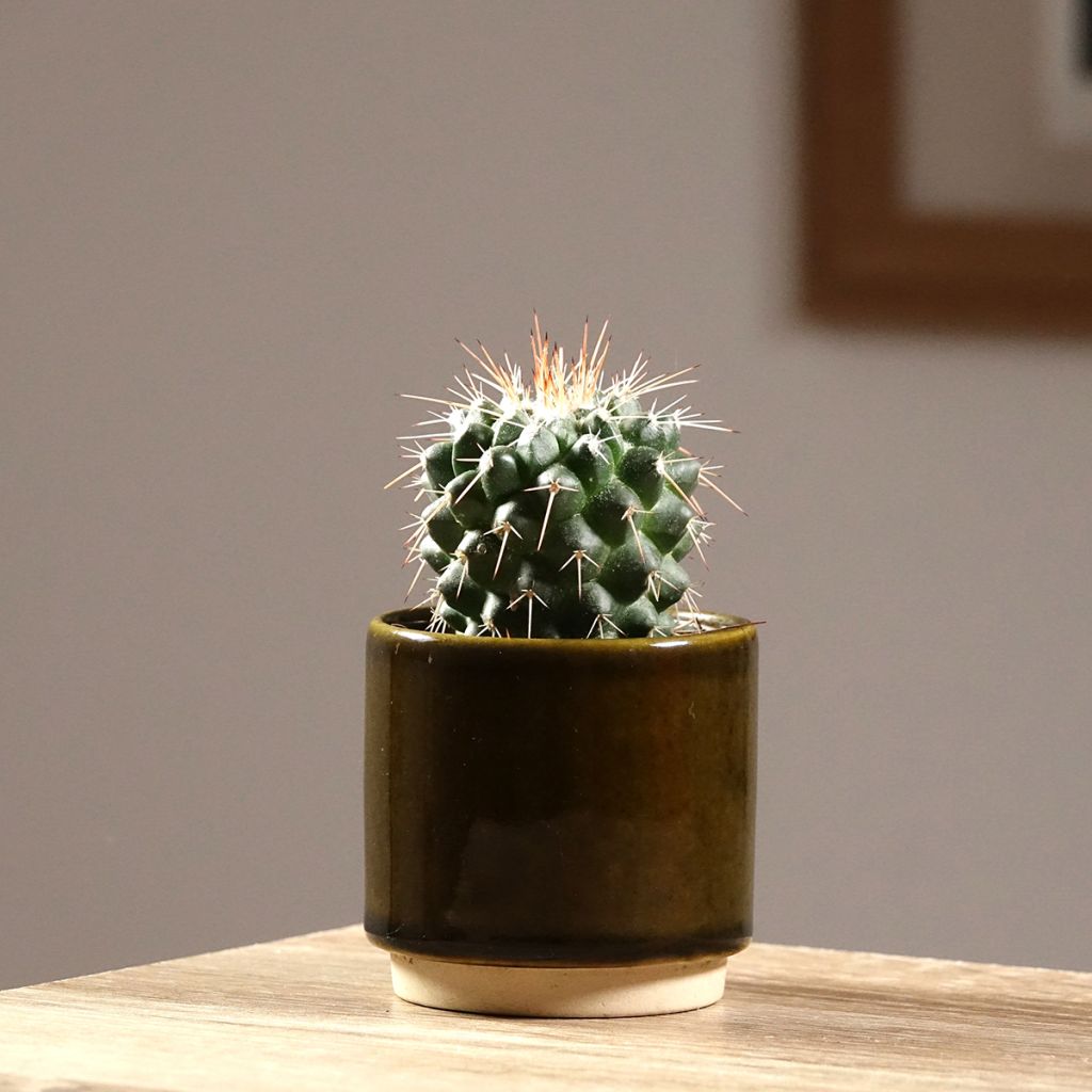 Cactus - Mammillaria baxteriana