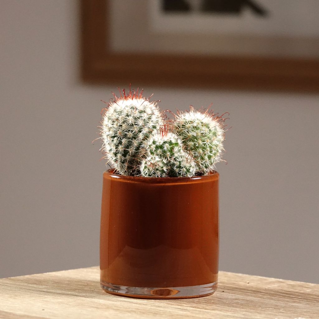 Cactus - Mammillaria bombycina