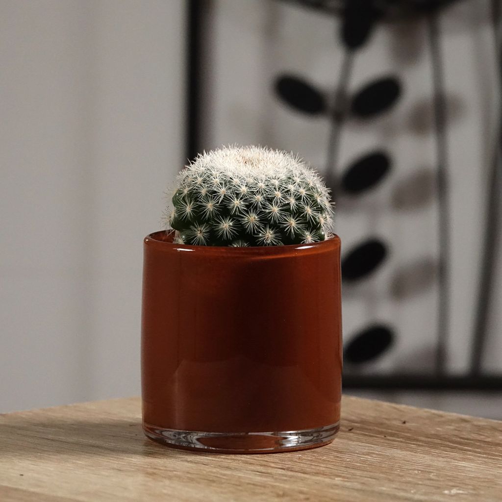Cactus - Mammillaria candida