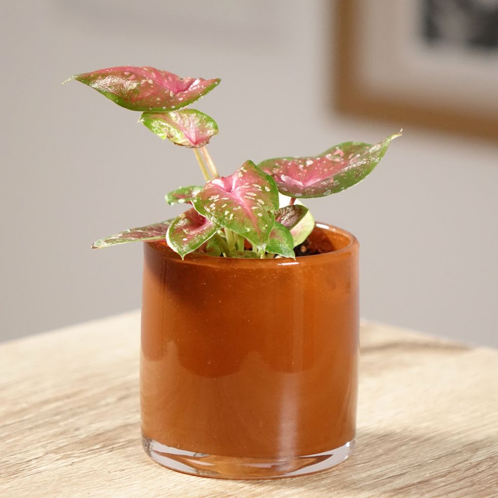 Caladium Casey - Caladio